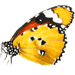 https://paleocroq.fr/wp-content/uploads/2019/08/butterfly.png